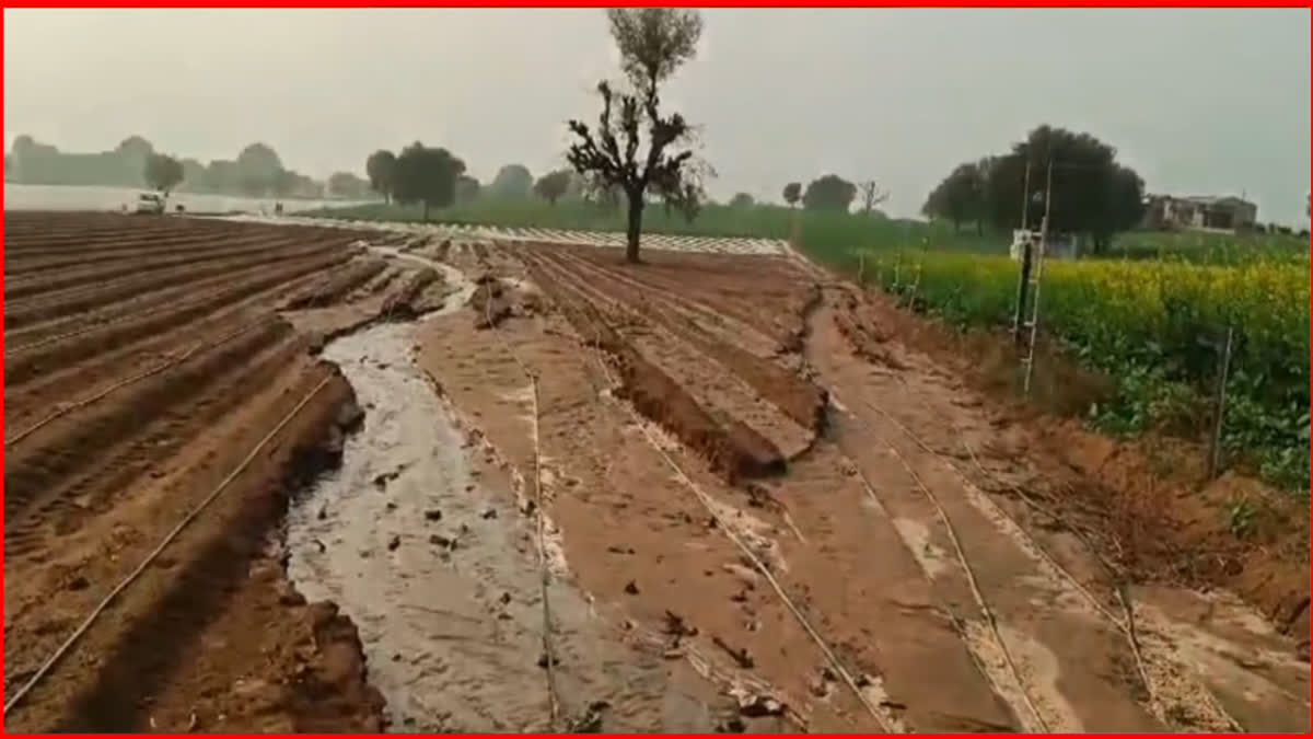 Irrigation department negligence in Charkhi Dadri