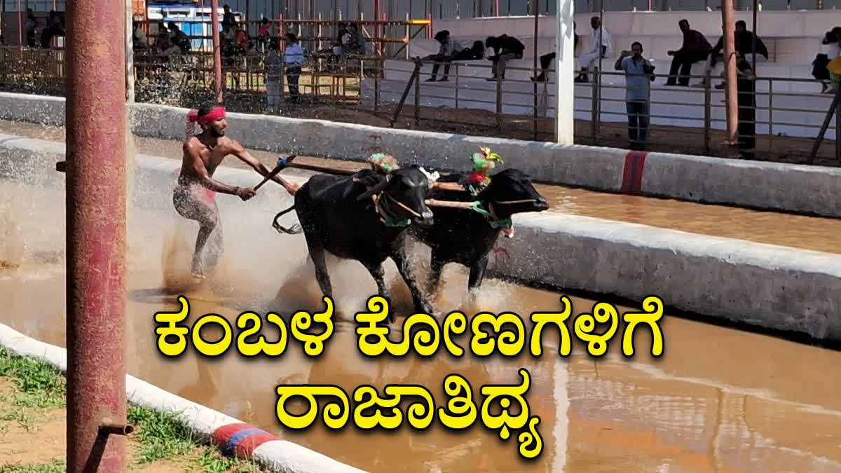 Kambala Buffalos