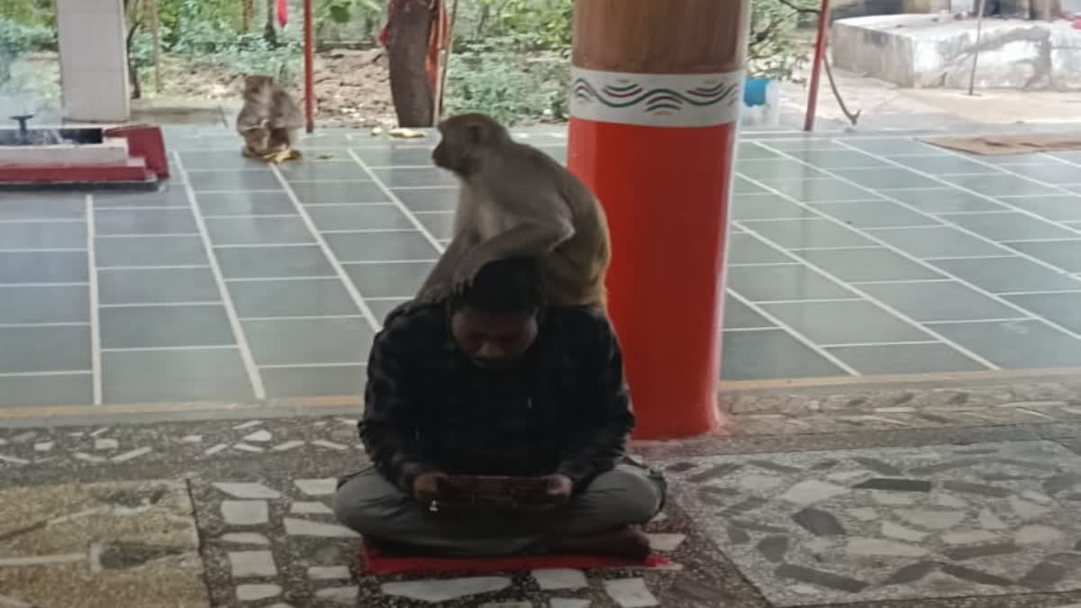 MONKEY SAT ON DEVOTEE HEAD KOLARAS