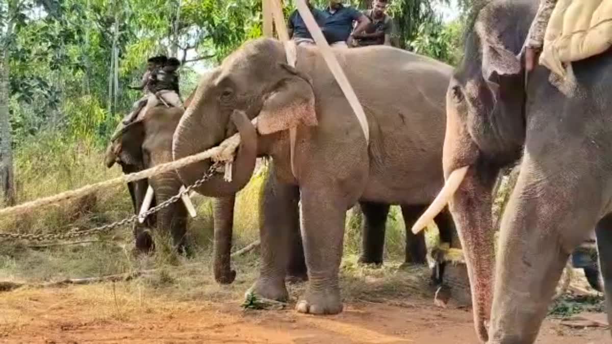 second-wild-elephant-captured-in-ramanagara