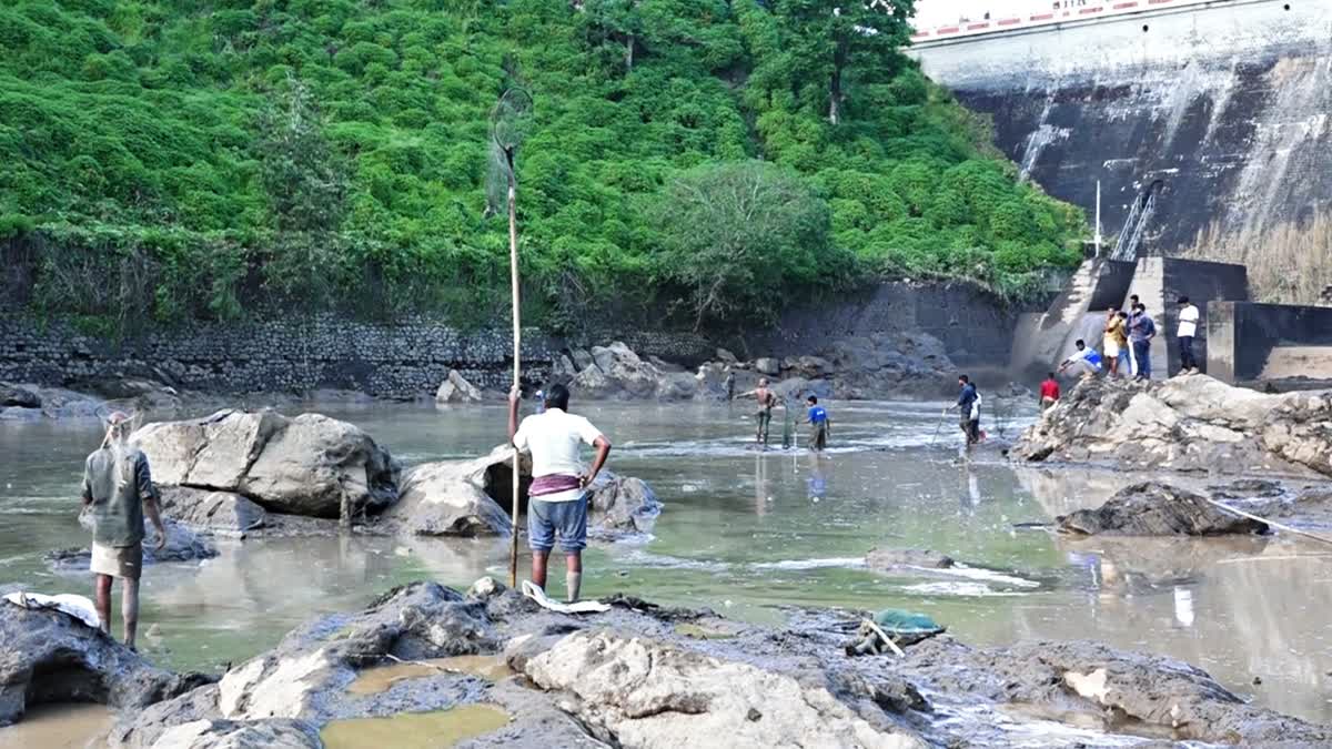 ഇടുക്കി ചാകര  FISHING KALLARKUTTY DAM  കല്ലാര്‍കുട്ടി അണക്കെട്ട്  മീന്‍ പിടുത്തം