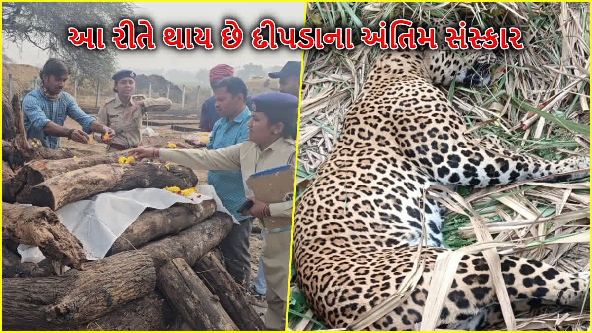 દીપડાના કરાયા નીયમો અનુસાર અંતિમ સંસ્કાર