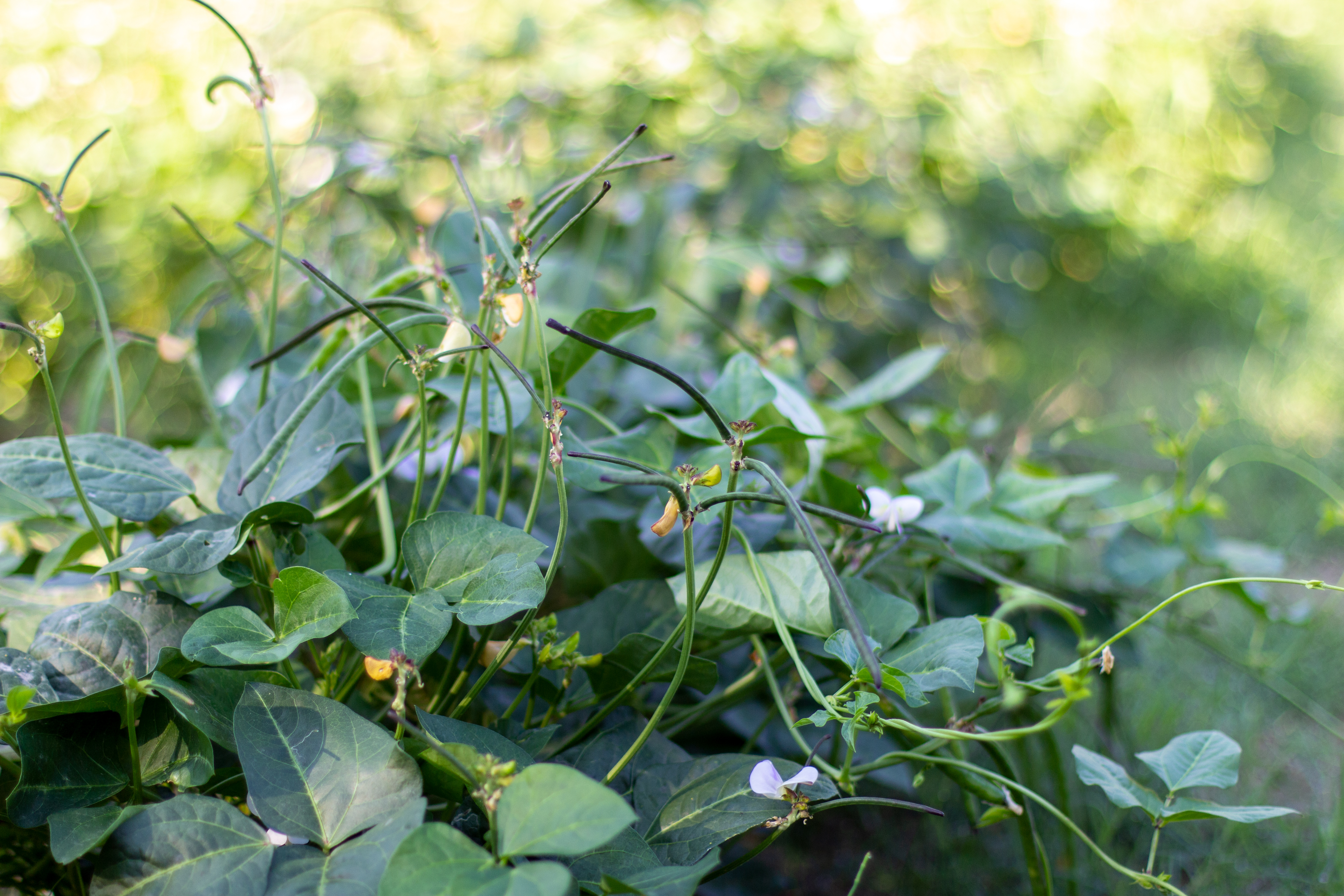 SUMMER VEG CULTIVATION METHODS  SUMMER SEASON VEGETABLE NAMES  HOW TO CULTIVATE WATER MELON  HOW TO CULTIVATE ASH GOURD