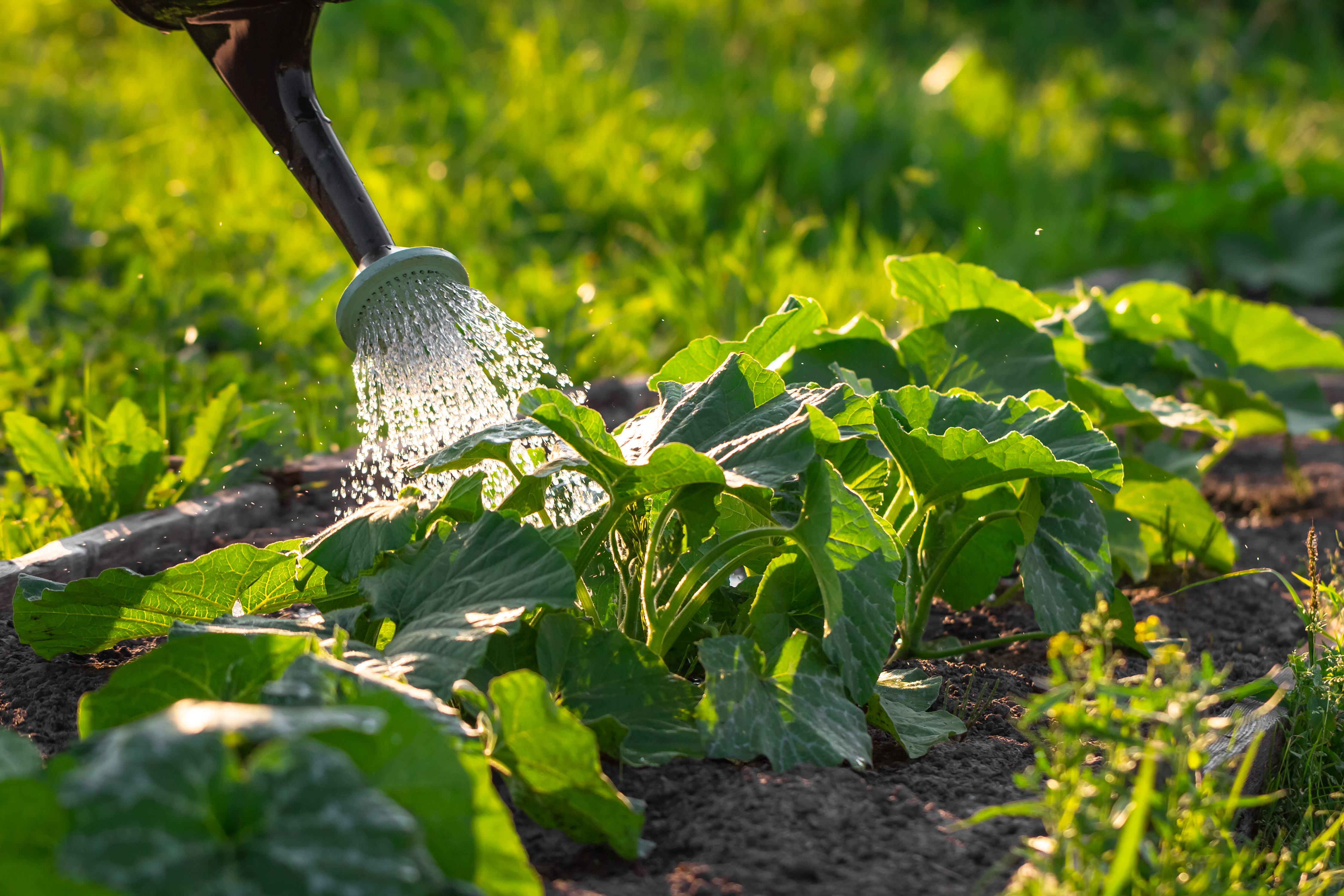 SUMMER VEG CULTIVATION METHODS  SUMMER SEASON VEGETABLE NAMES  HOW TO CULTIVATE WATER MELON  HOW TO CULTIVATE ASH GOURD