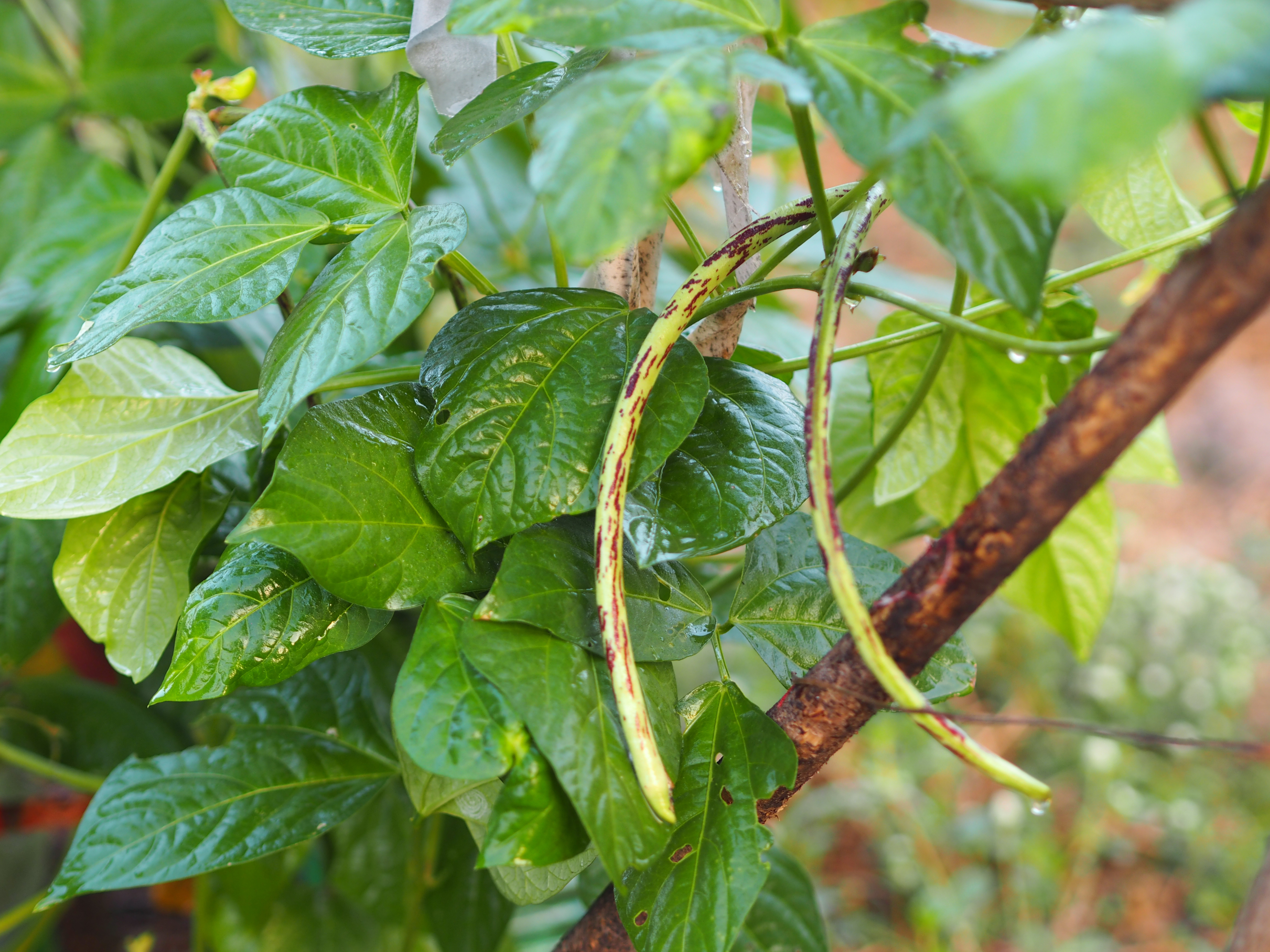 SUMMER VEG CULTIVATION METHODS  SUMMER SEASON VEGETABLE NAMES  HOW TO CULTIVATE WATER MELON  HOW TO CULTIVATE ASH GOURD