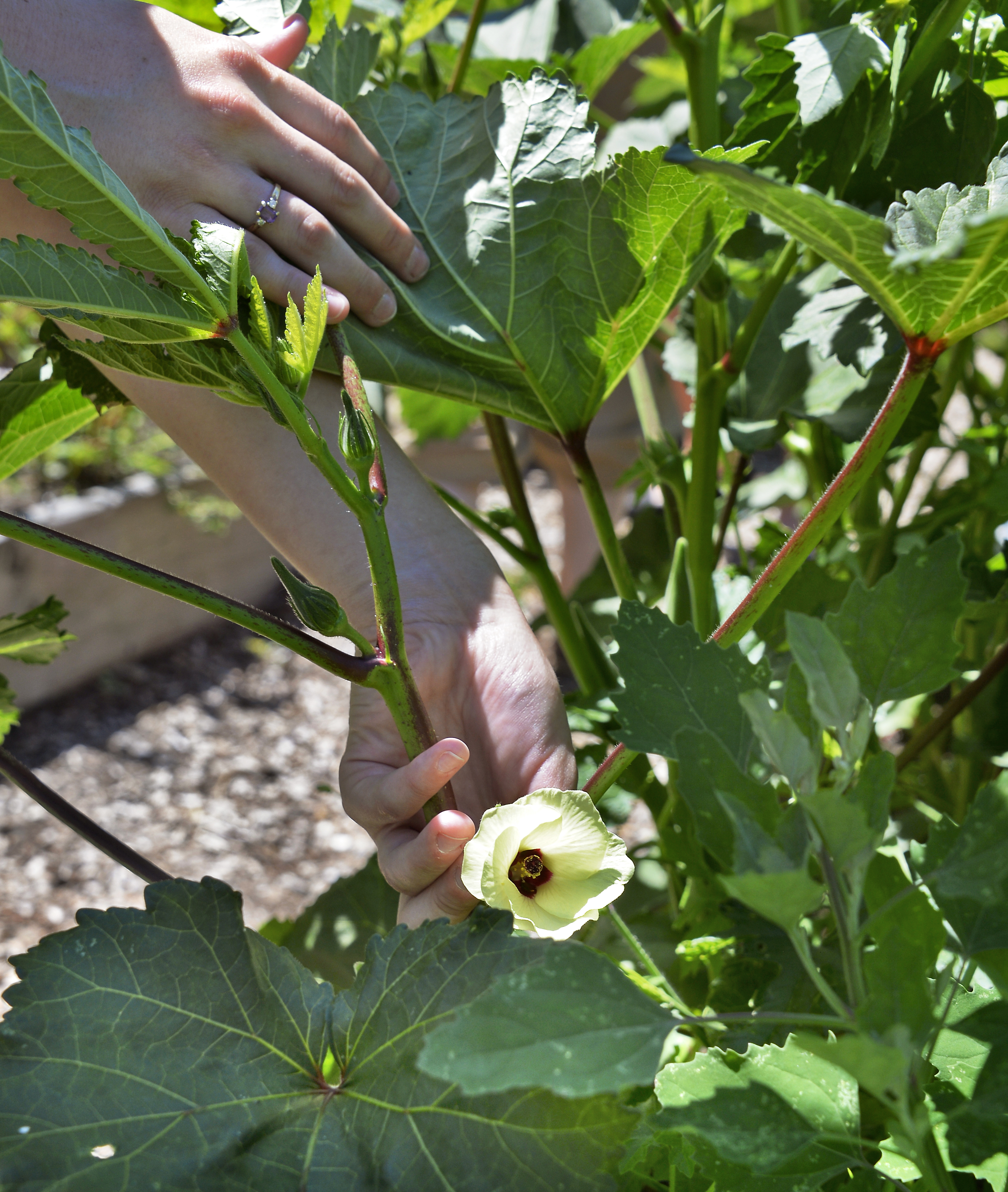 SUMMER VEG CULTIVATION METHODS  SUMMER SEASON VEGETABLE NAMES  HOW TO CULTIVATE WATER MELON  HOW TO CULTIVATE ASH GOURD