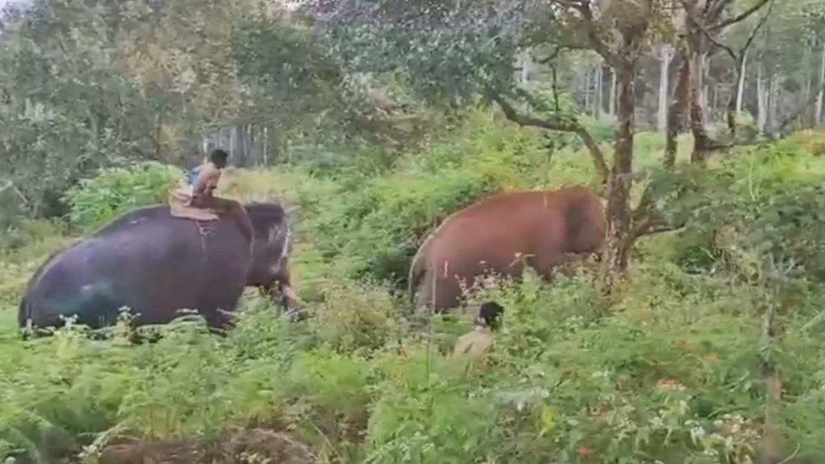 கும்கி யானை, புல்லட் ராஜா காட்டு யானை