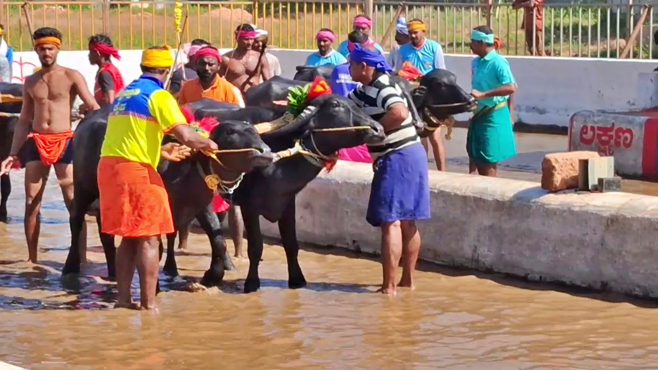 Kambala Buffalos