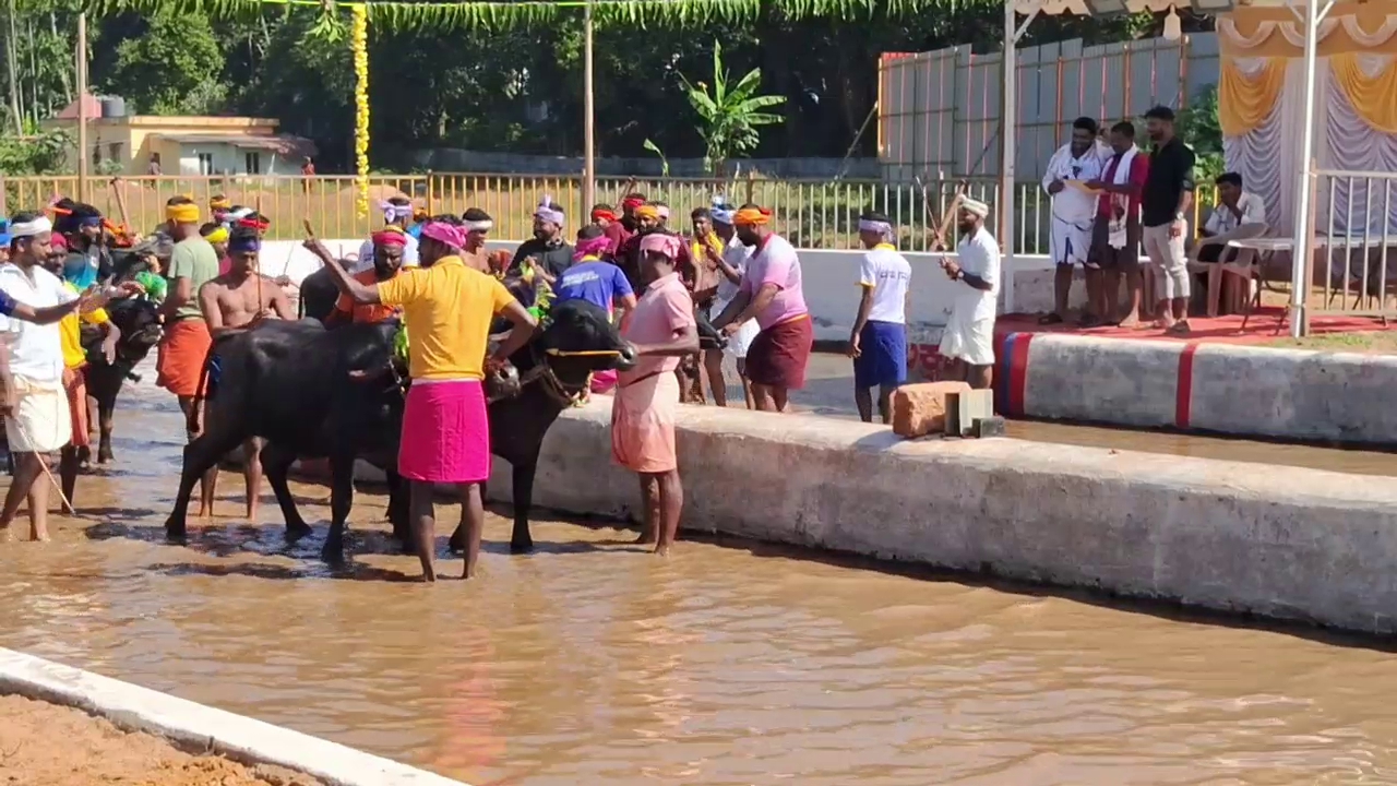 Kambala Buffalos