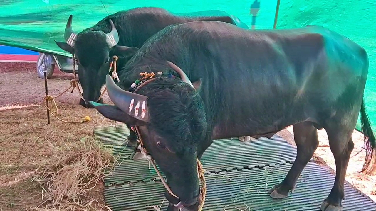 Kambala Buffalos