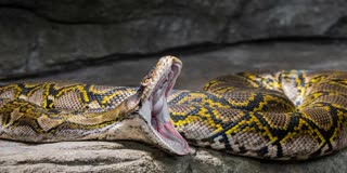 CHHATARPUR PYTHON RESCUED