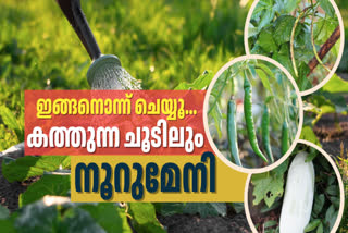 SUMMER VEG CULTIVATION METHODS  SUMMER SEASON VEGETABLE NAMES  HOW TO CULTIVATE WATER MELON  HOW TO CULTIVATE ASH GOURD