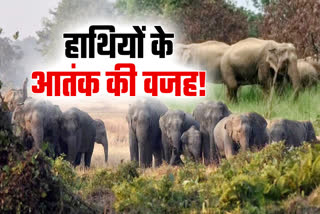 deforestation-is-increasing-wild-elephants-terror-in-rural-areas-of-khunti