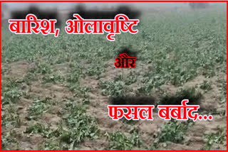 Rabi crop damaged due to rain