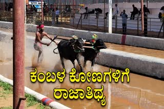 Kambala Buffalos