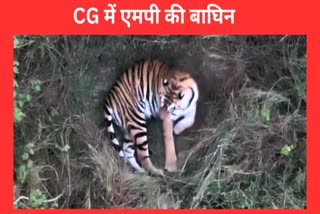 MP TIGRESS RETURNS TO CG