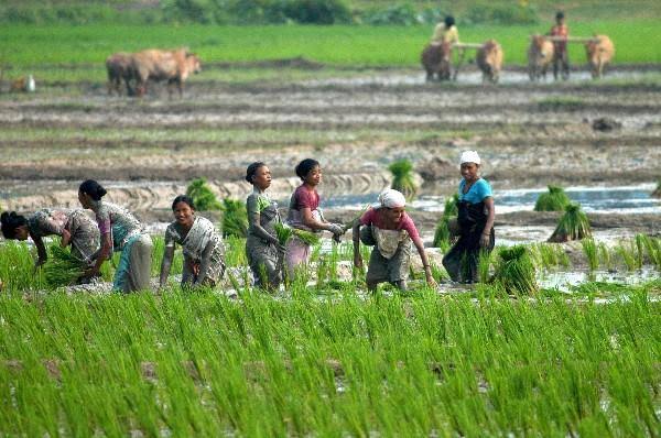 Paddy cultivation