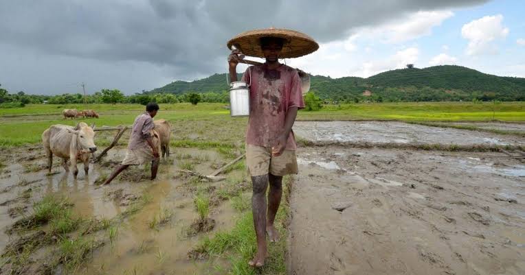 Paddy cultivation