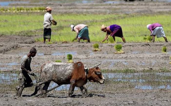 Paddy cultivation