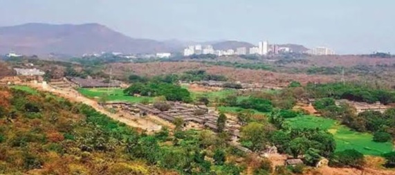 Paddy cultivation