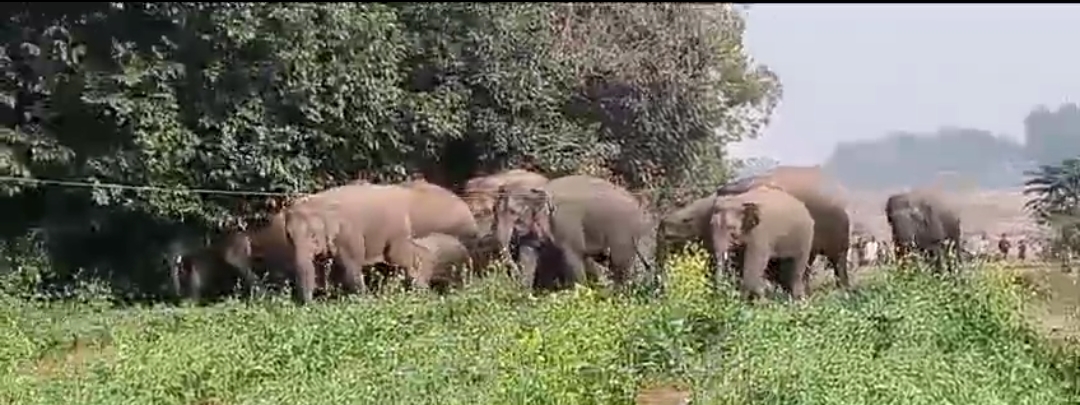 deforestation-is-increasing-wild-elephants-terror-in-rural-areas-of-khunti