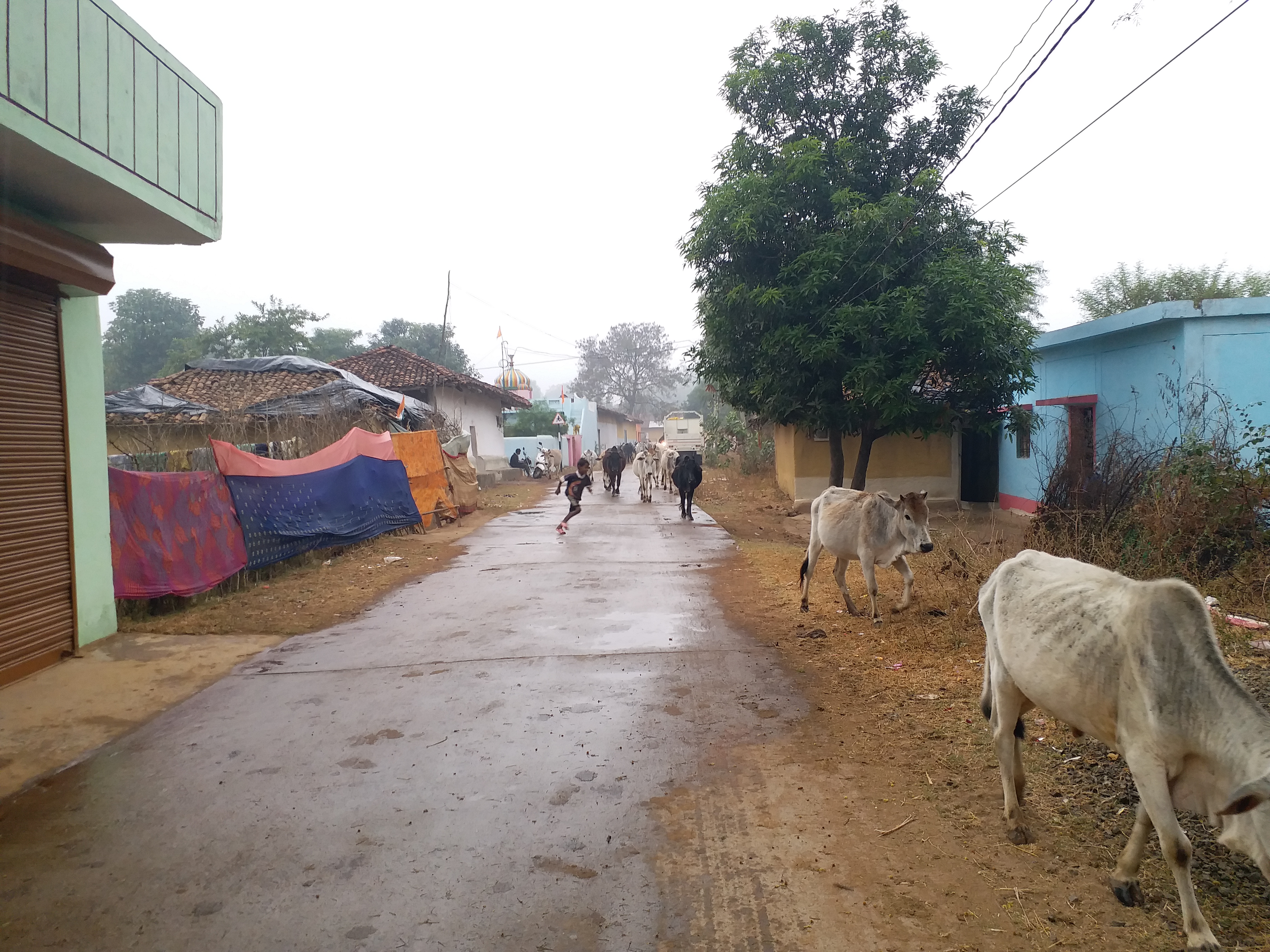 shahdol farmer happy due to rain