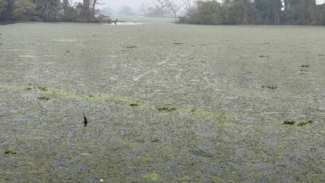 Algae in ponds of Ghana