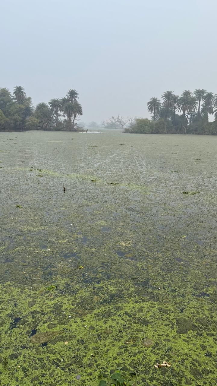 Algae in ponds of Ghana