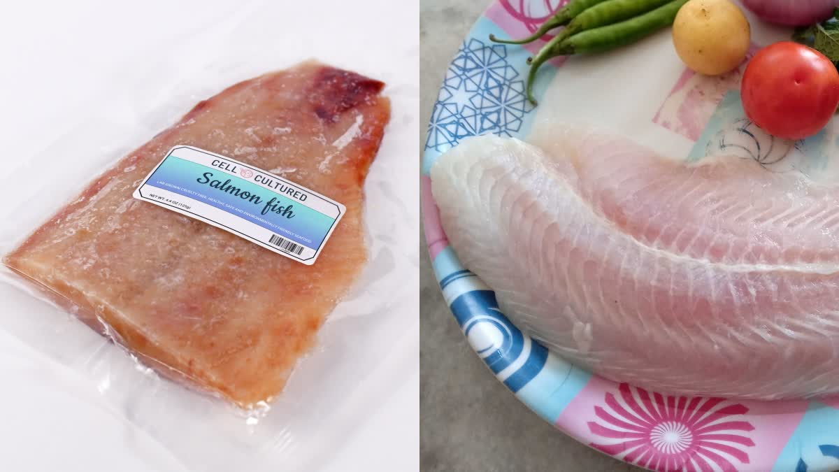 Lab Grown Fish Meat