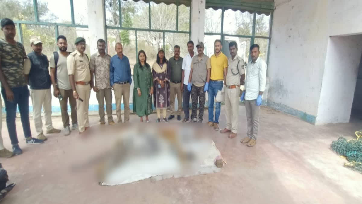 Officials with carcass of tiger (Source: ETV Bharat)