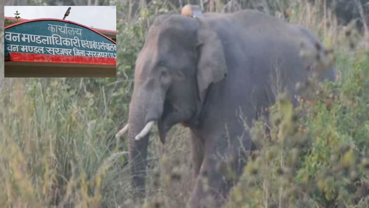 killing elephant in Surajpur