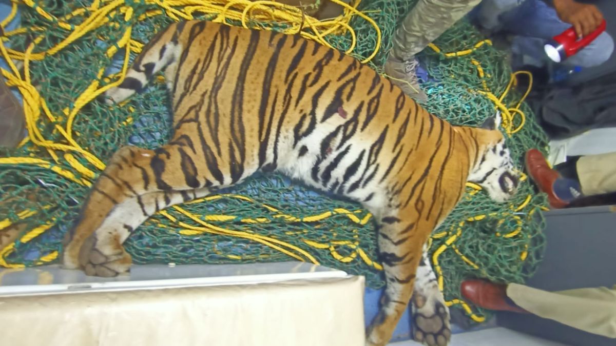 Tiger dies at Mandakalli airport