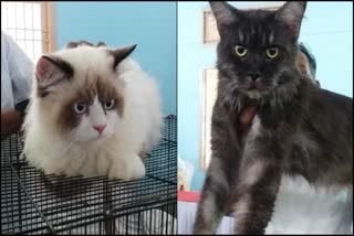 Cat show organized in Shivamogga