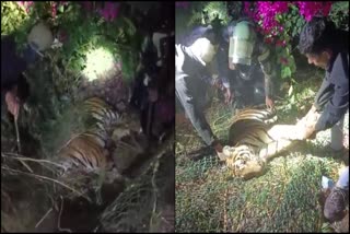 tiger died after being hit by car on mandakalli airport road