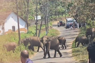 Palappilly elephant attack  Wild Elephants Attack In Thrissur  യാത്രക്കാരെ ഓടിച്ച് കാട്ടാനക്കൂട്ടം  കാട്ടാന ആക്രമണം