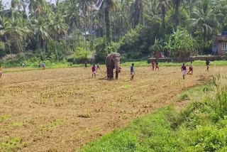 An elephant ran amok  കുന്നംകുളത്ത് ആന വിരണ്ടോടി  വിരണ്ടോടിയ ആനയെ തളച്ച് പാപ്പാന്മാർ  An elephant ran amok in Kunnamkulam