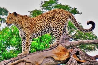 leopard in kullu