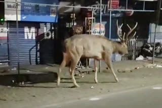 Stag in Haridwar