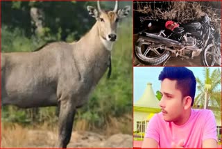 Jind Road Accident Three Death Try to Save Nilgai 2 Bikes Collision Haryana News