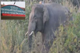 killing elephant in Surajpur