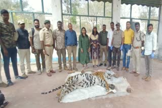 Tiger dies at Mandakalli airport