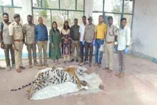 Tiger Died in Mysore