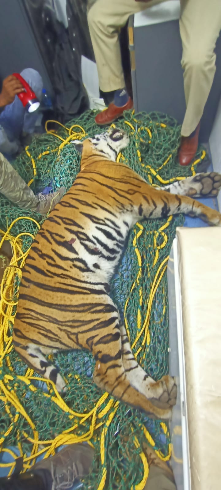 Tiger Died in Mysore