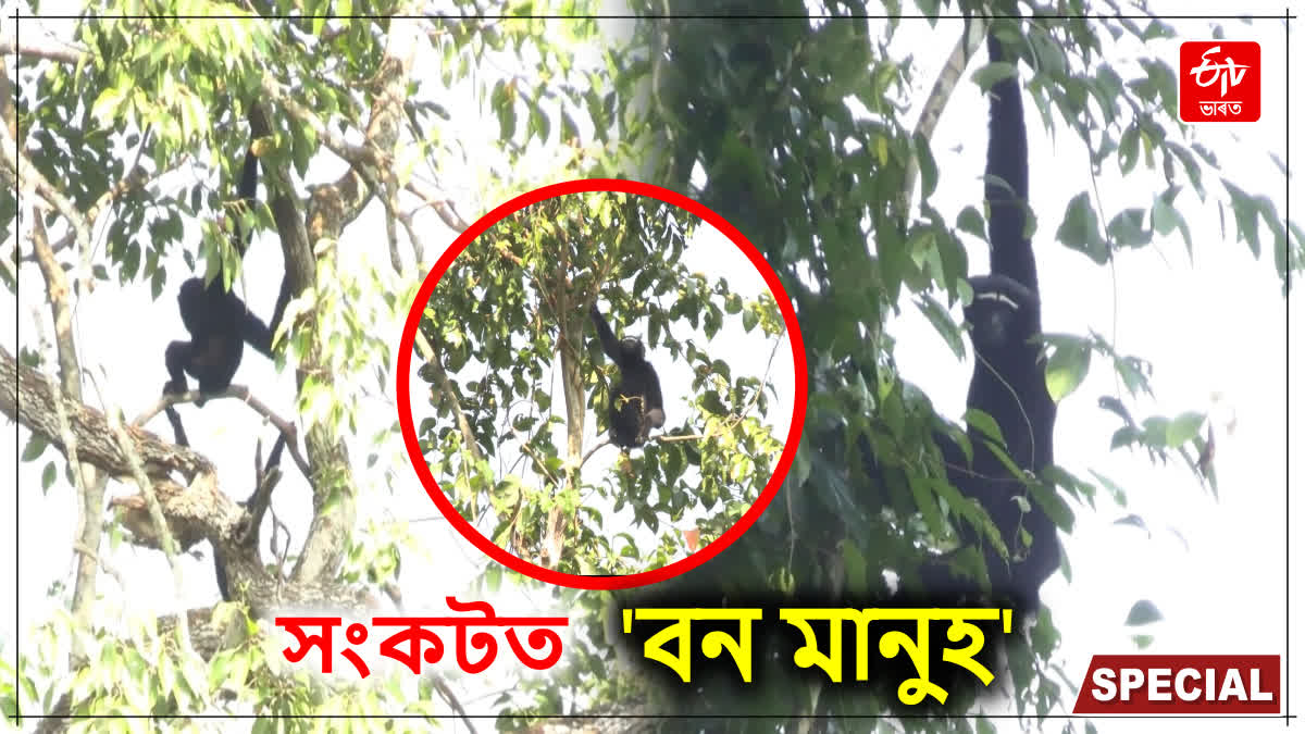 Jorhat Gibbon Sanctuary