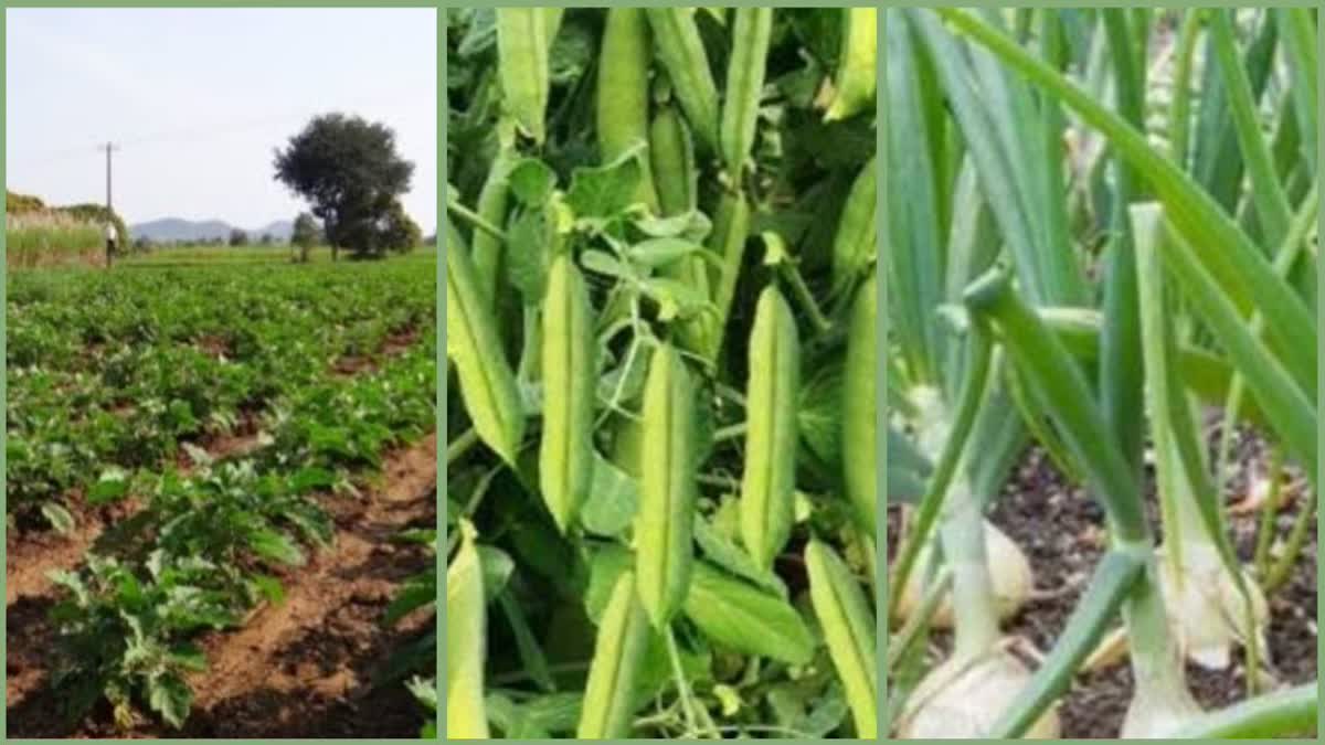 peas Farming in Haryana