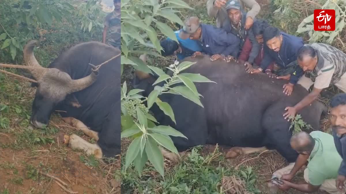 காட்டெருமை  காலில் சிக்கிய பிவிசி பைப்பை அகற்றும் வனத்துறையினர்