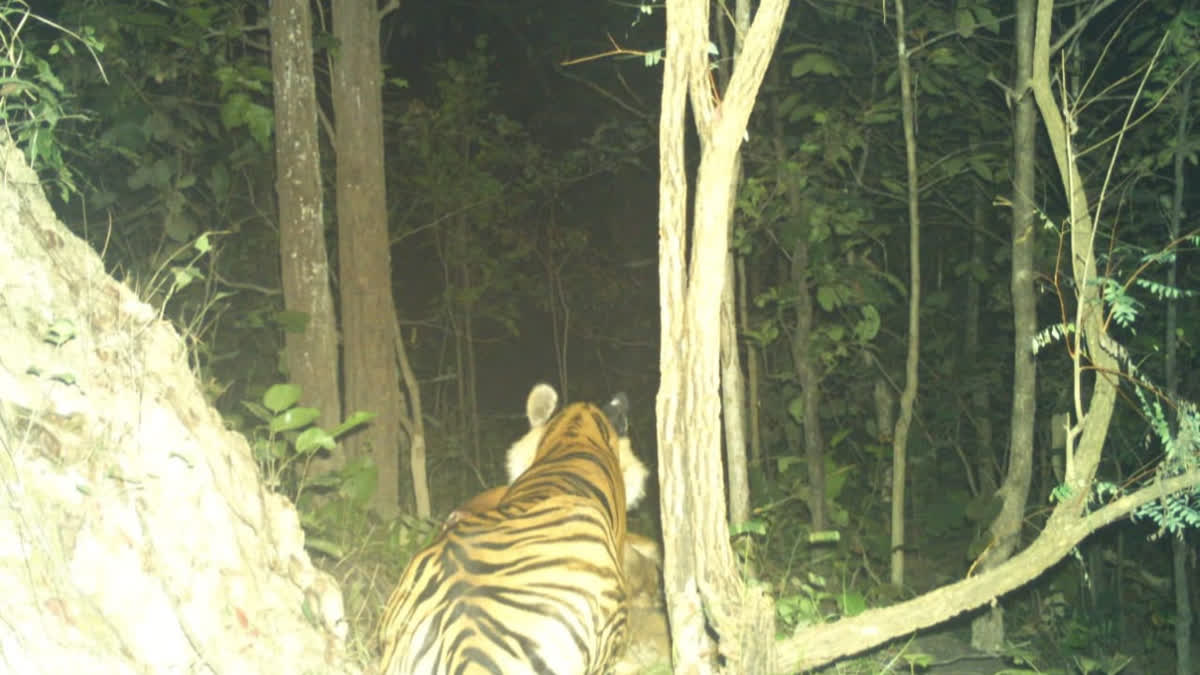 Palamu tiger reserve