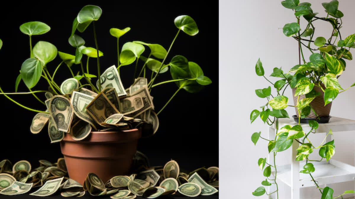 Does planting a money plant really bring wealth? Know here