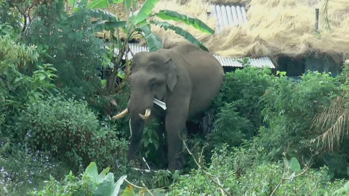 മൂന്നാറിൽ കാട്ടാന  WILD ELEPHANT  FOREST DEPARTMENT  കാട്ടാന