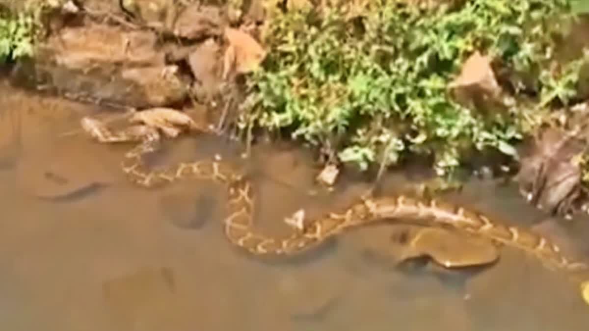 PYTHON PATHANAMTHITTA  PYTHON IN STREAM VISUALS  PYTHON IN HUMAN HABITANT AREAS  10 FOOT LONG PYTHON PATHANAMTHITTA